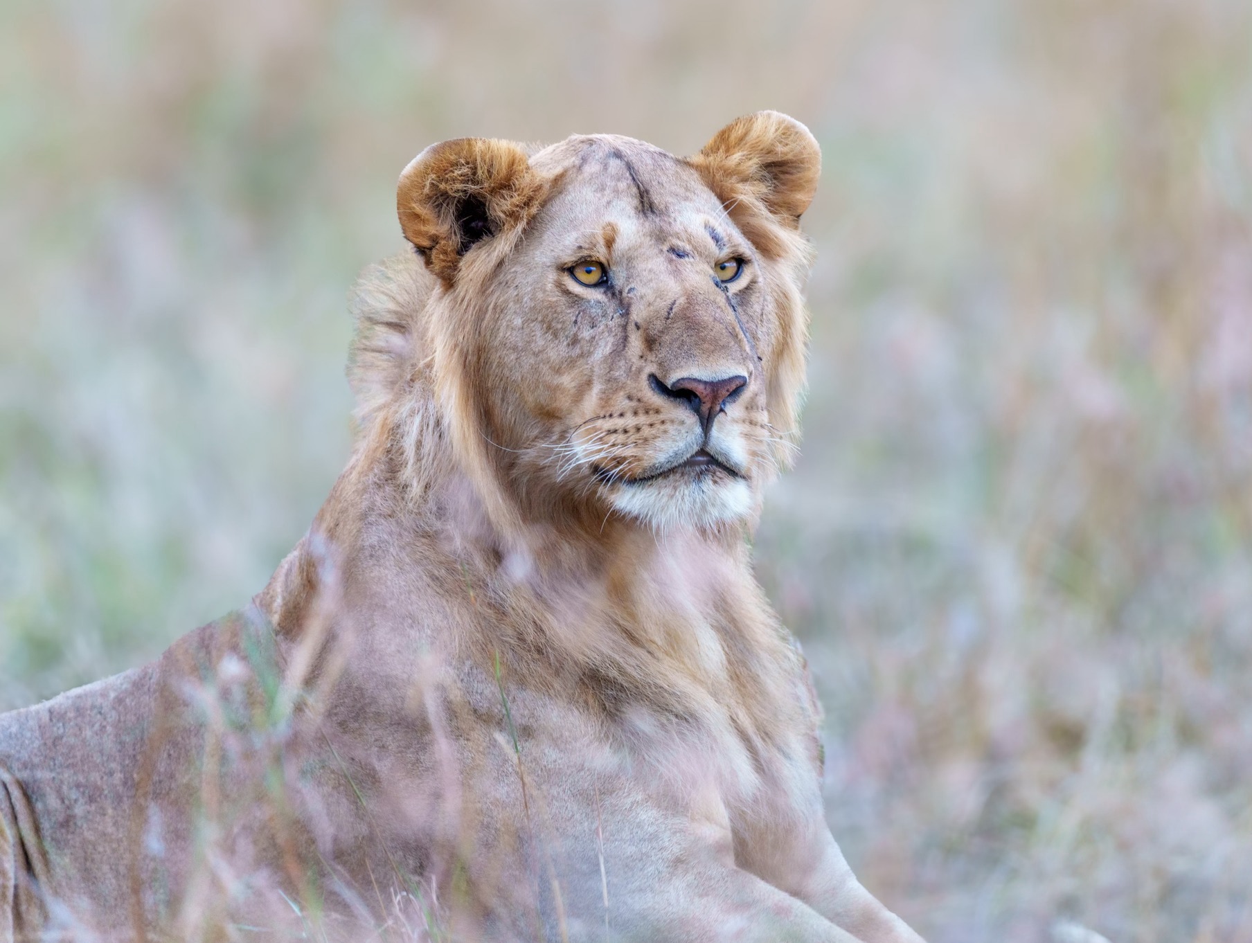 Lioness laying